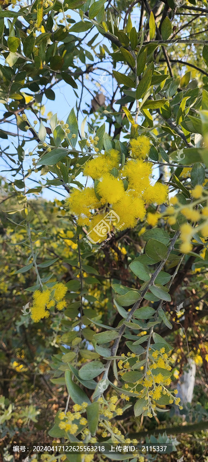 公园珍珠金合欢树木花草叶子花