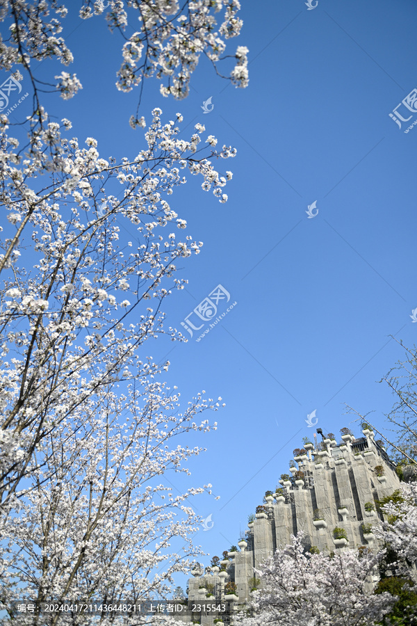 上海天安千树樱花季建筑风光