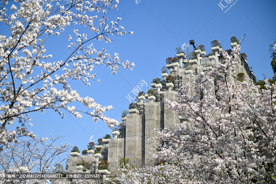 上海天安千树樱花季建筑风光