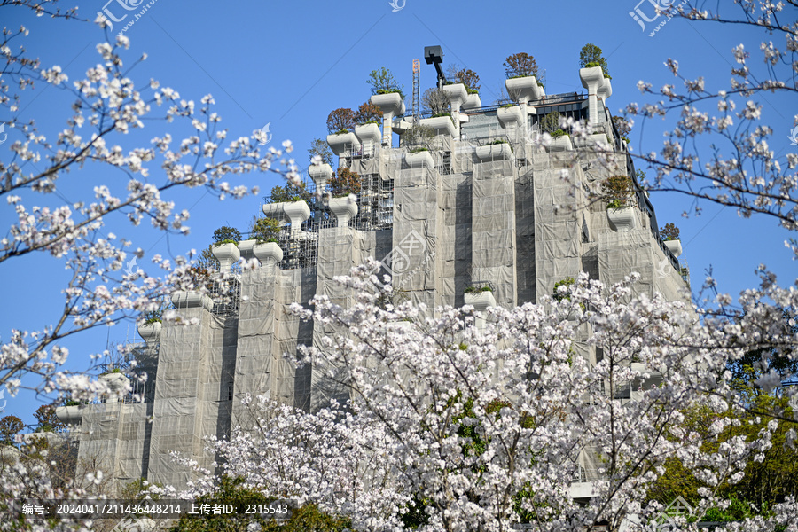 上海天安千树樱花季建筑风光