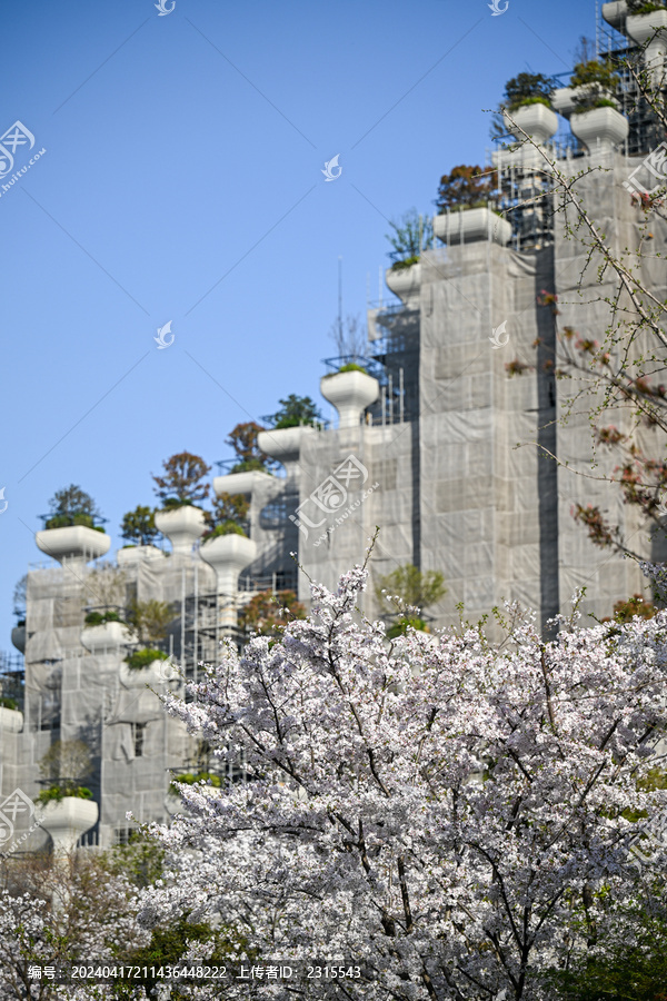 上海天安千树樱花季建筑风光