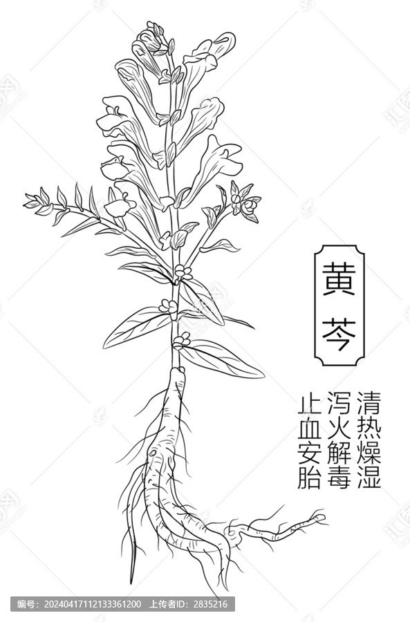 黃芩線稿