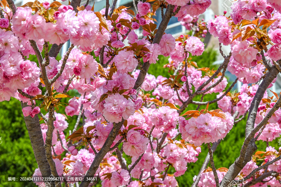 粉红色日本东京樱花在春日里盛开