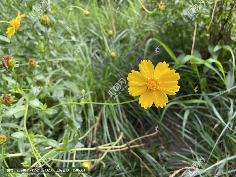 金鸡菊