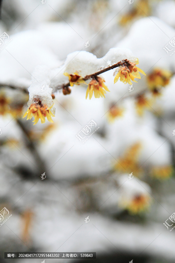 傲雪寒梅