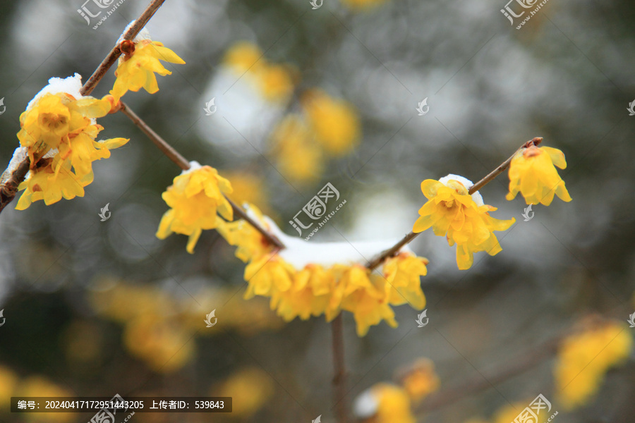 傲雪寒梅