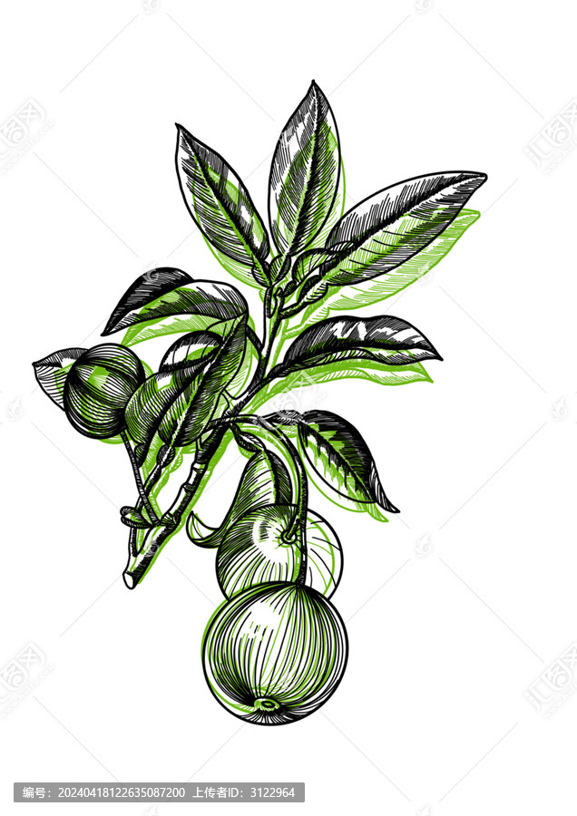 橘子桔子水果線描圖案素材