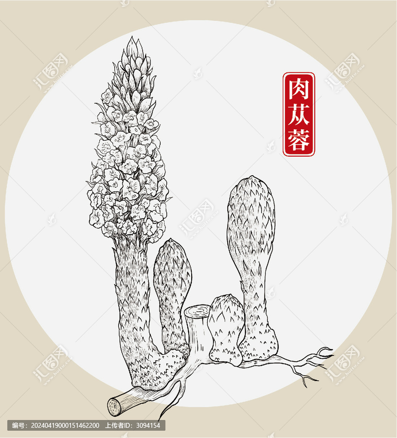 肉蓯蓉插畫(huà)手繪