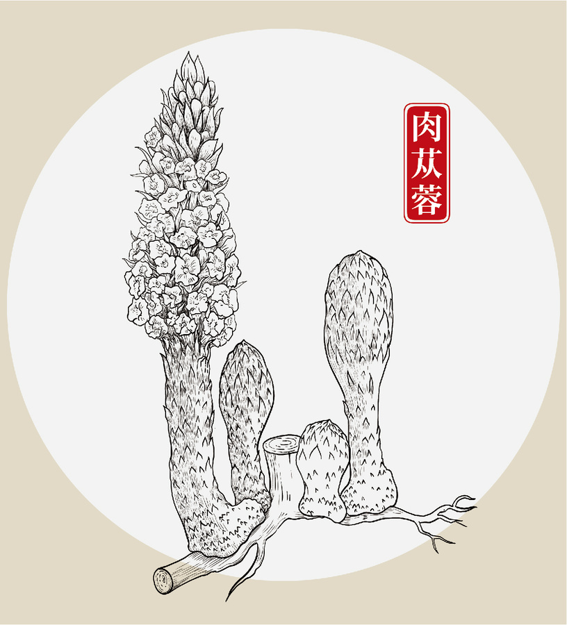 肉蓯蓉插畫(huà)手繪