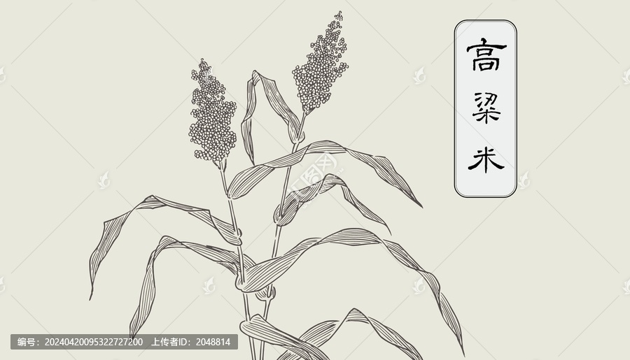 高粱米