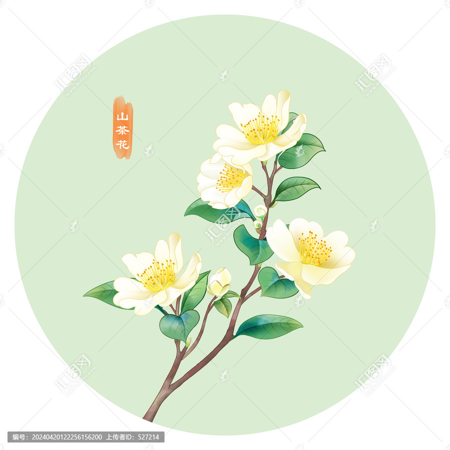 山茶花