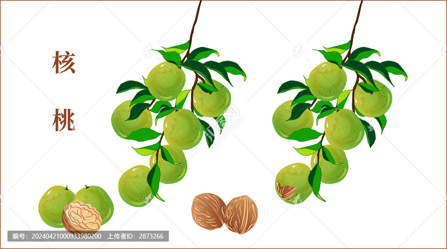 核桃插畫