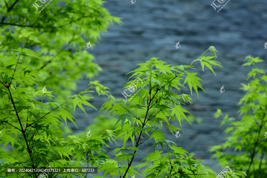 嫩绿色的枫叶文化石背景