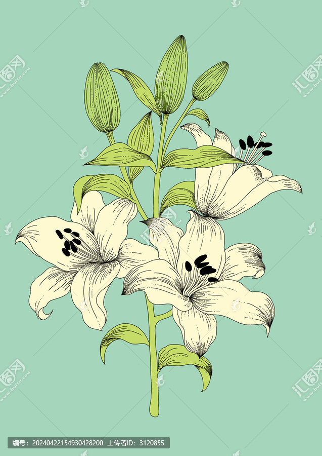 百合花包裝插畫