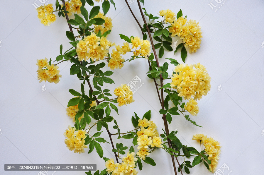木香花朵黄色花卉