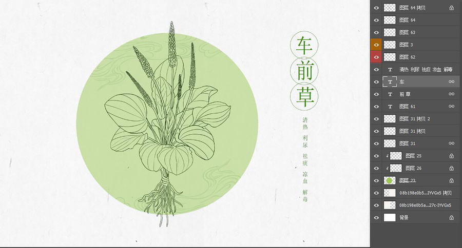 車(chē)前草線稿
