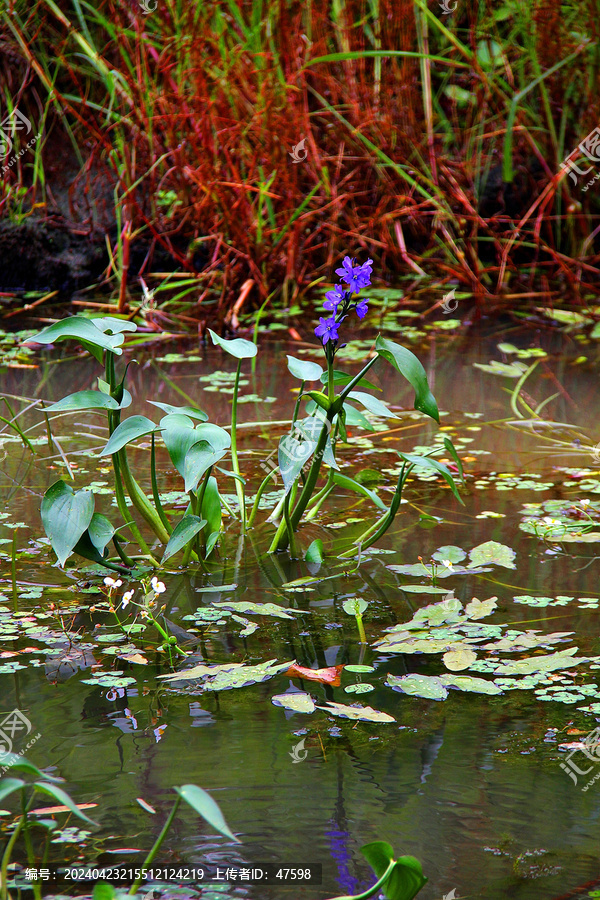 湿地水葫芦花