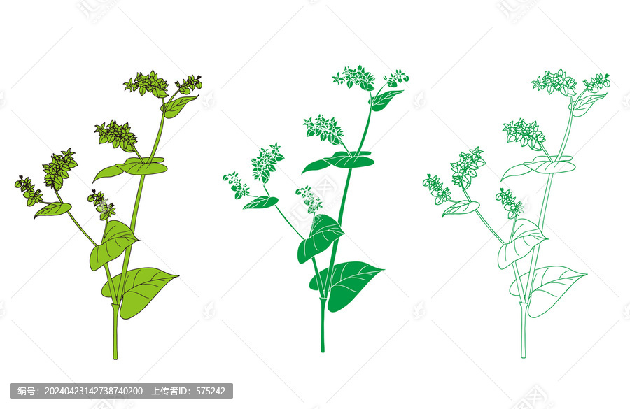 線描苦蕎