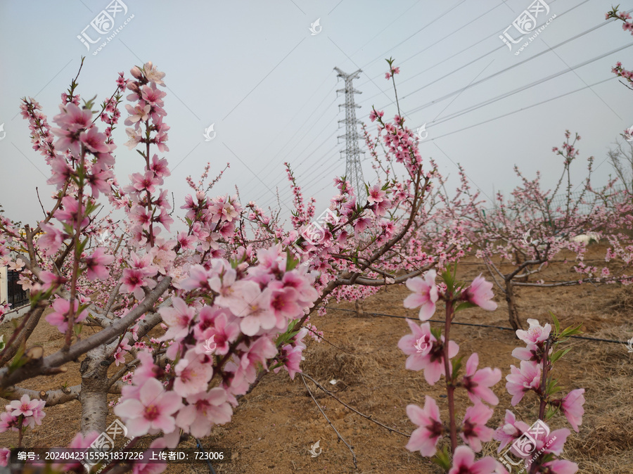 桃花園