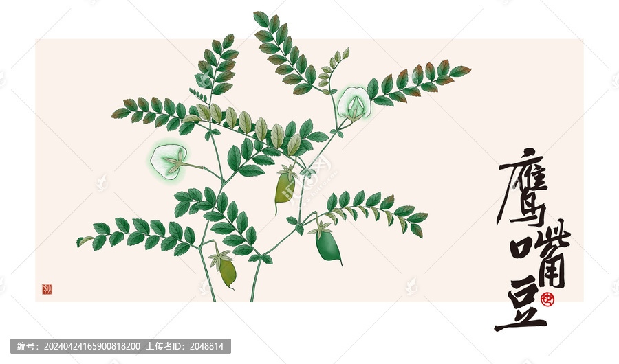 鷹嘴豆植物插畫