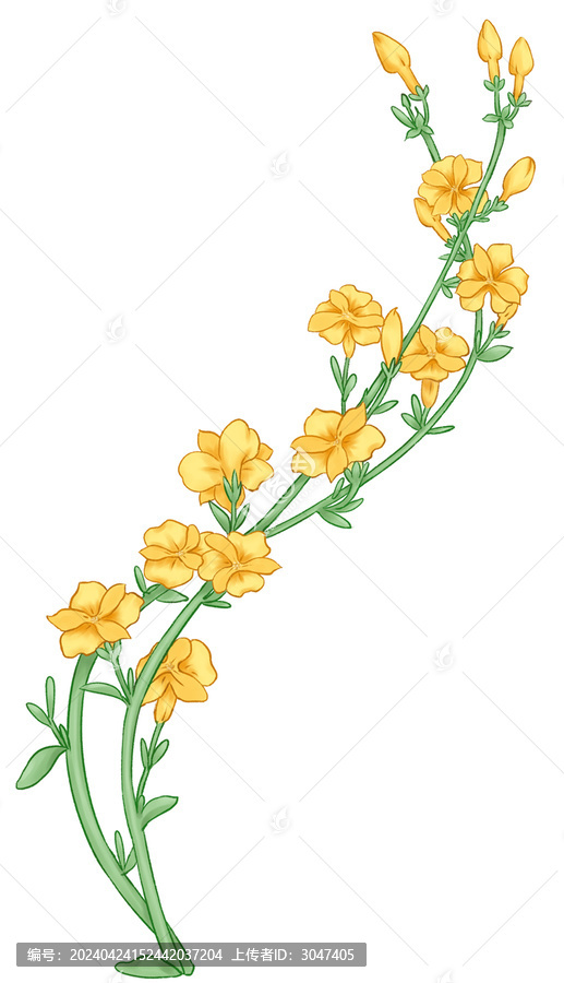 迎春花