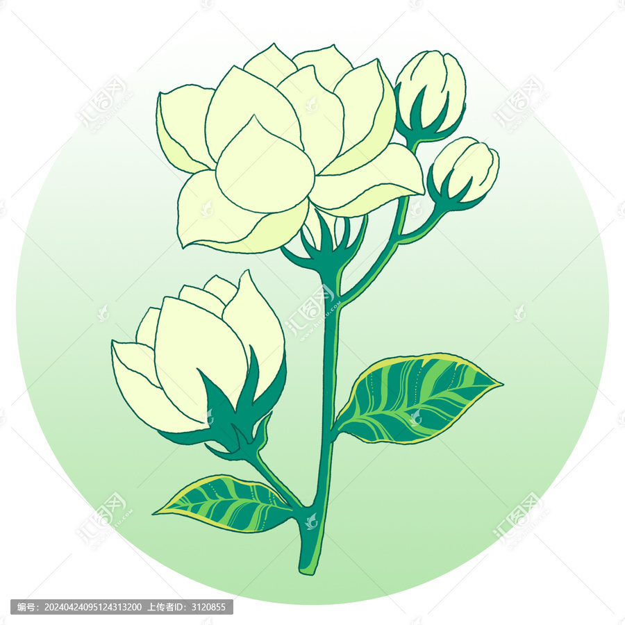 茉莉花花茶包裝插畫