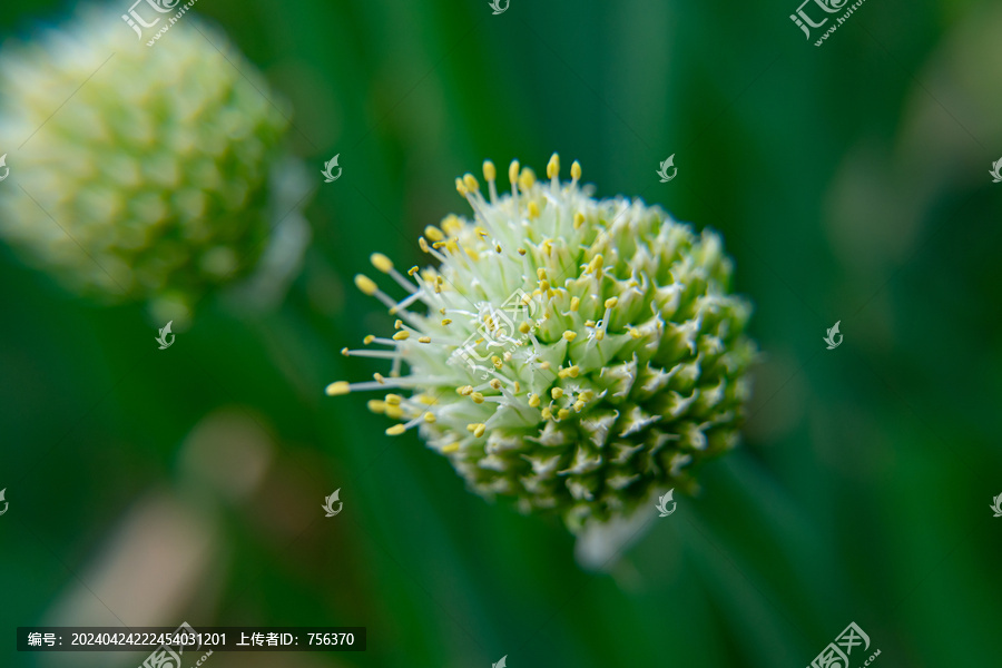 蔥花