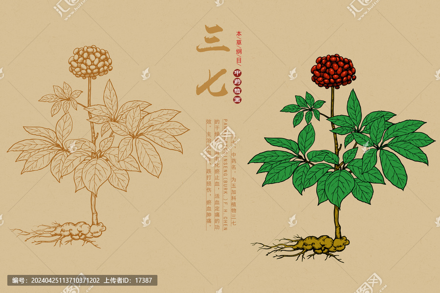 三七