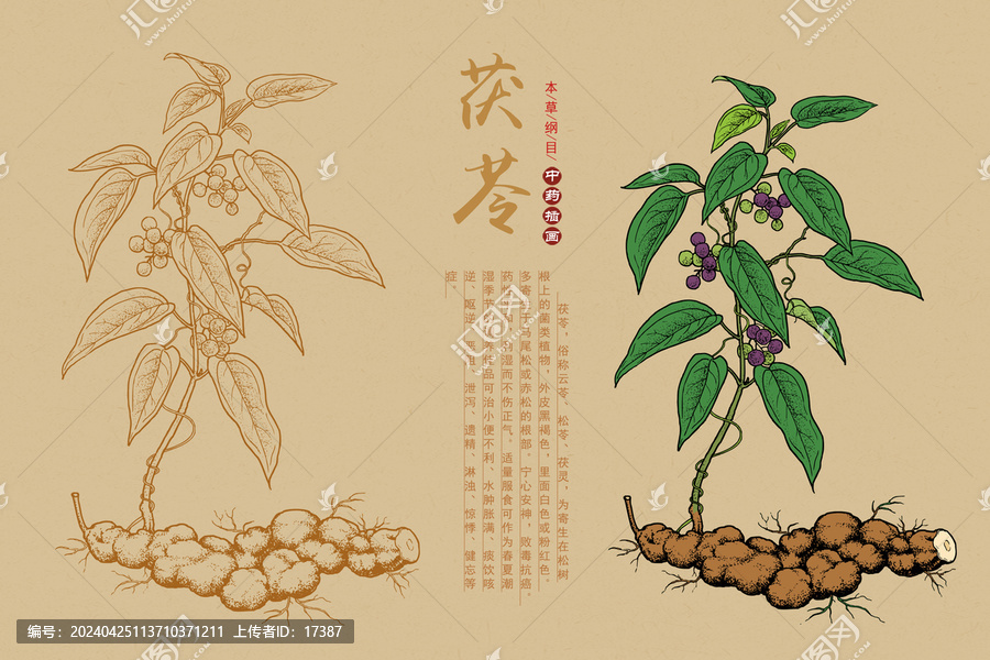茯苓