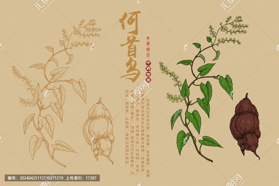 何首烏