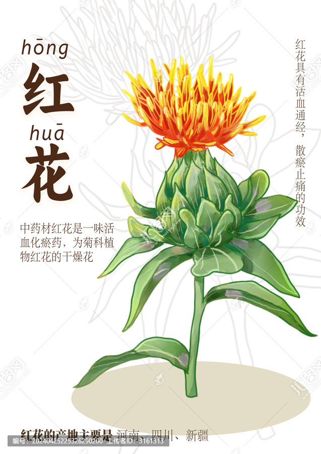 單株紅花中藥紅花