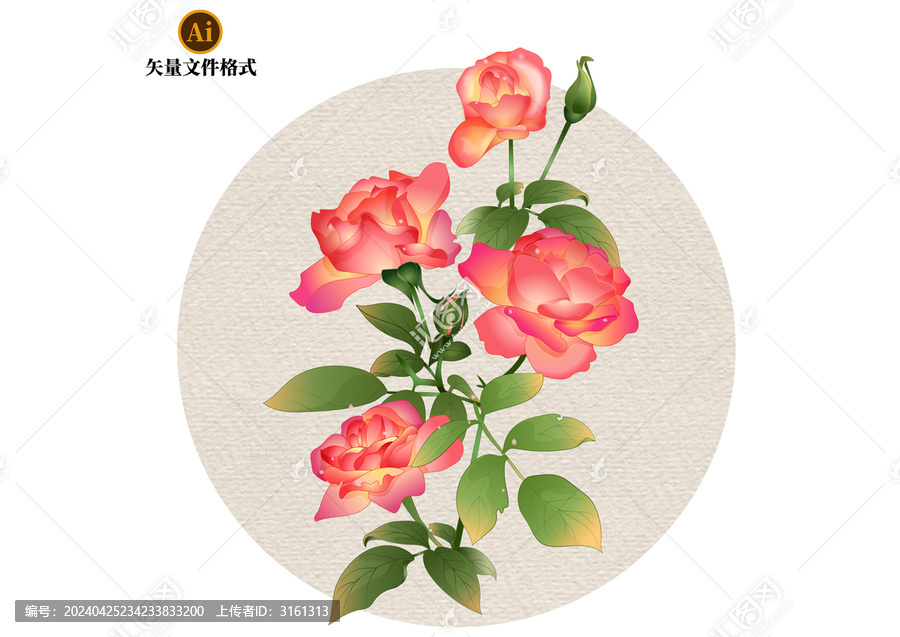 月季花矢量插畫