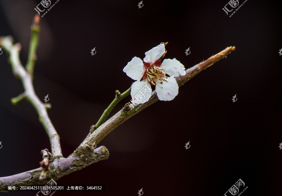 盛开的梅花