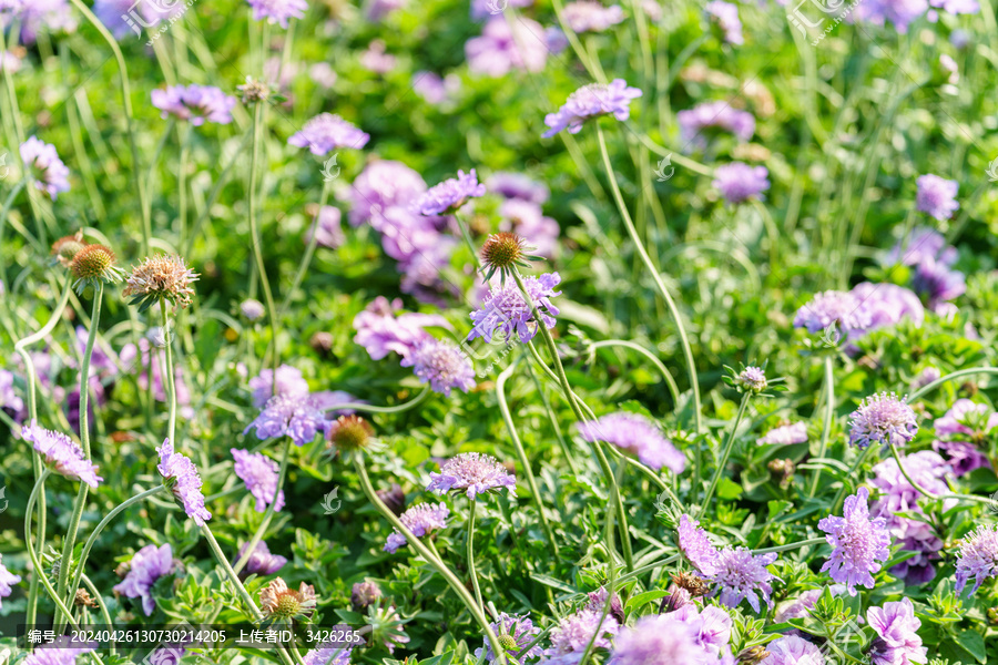 紫色开花植物蓝盆花