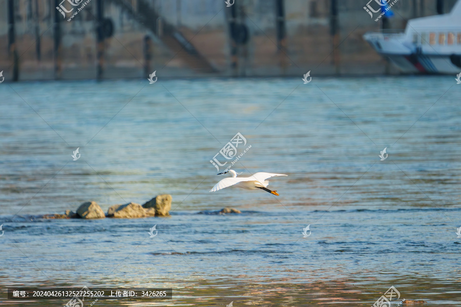 澜沧江旁飞翔的白鹭