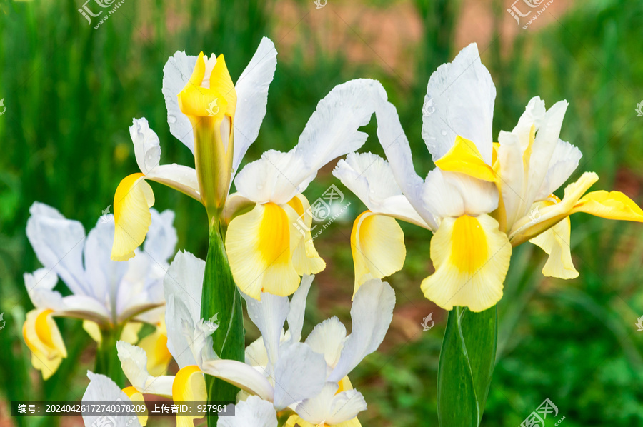 春天植物园盛开的黄白色鸢尾花