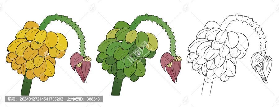 新鮮水果香蕉粉蕉