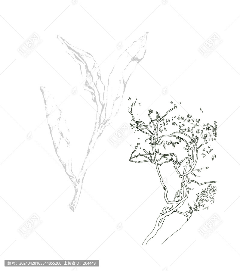 茶樹茶葉插畫