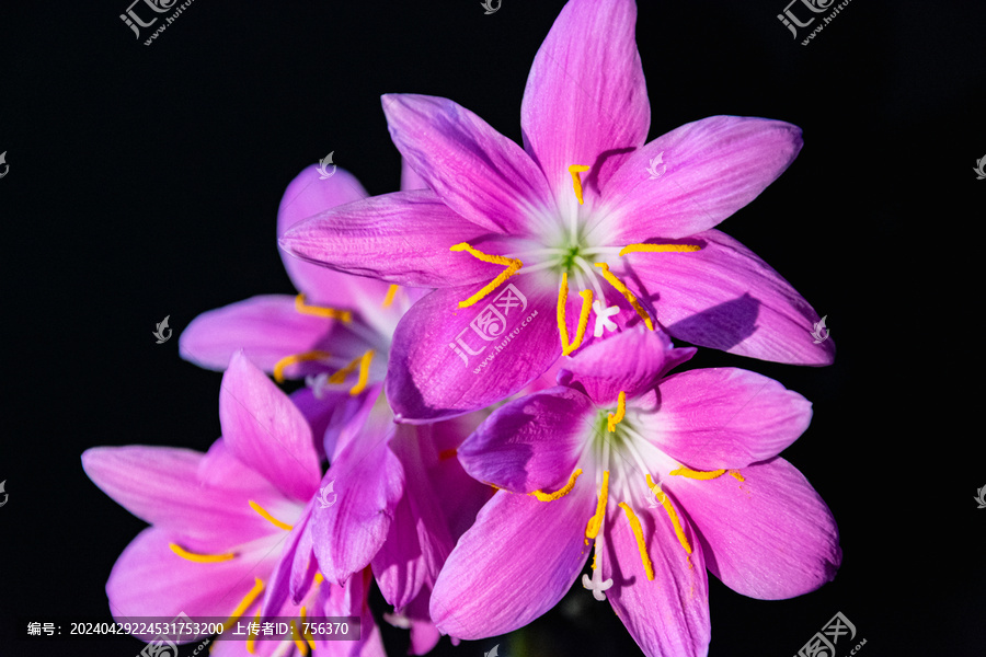 粉色花
