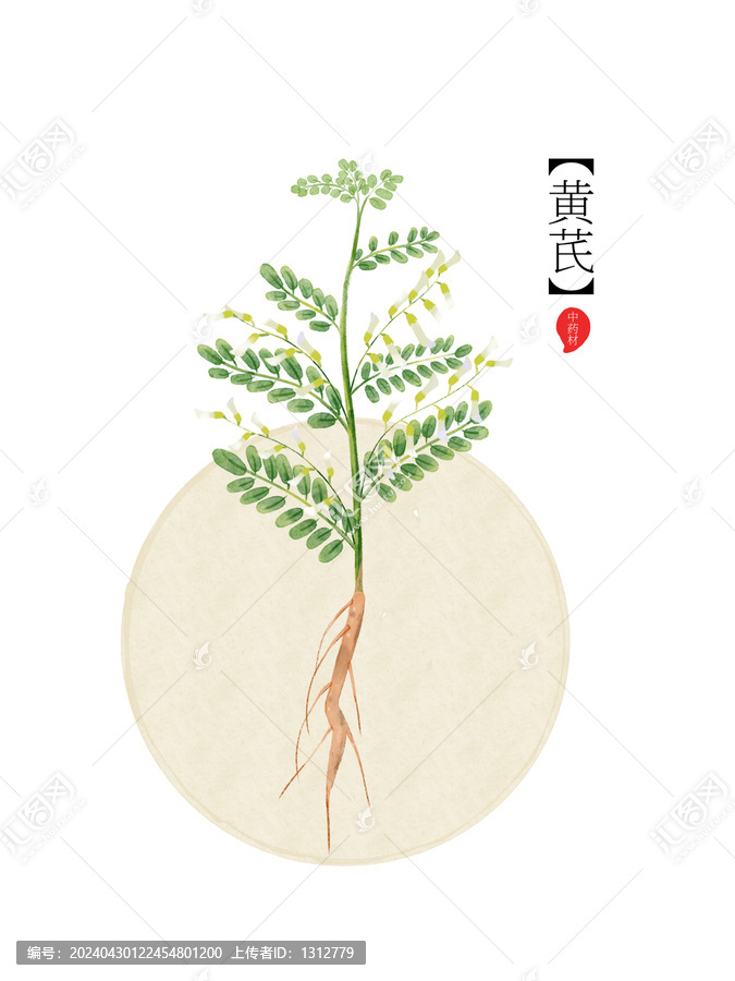 藥材黃芪手繪植物