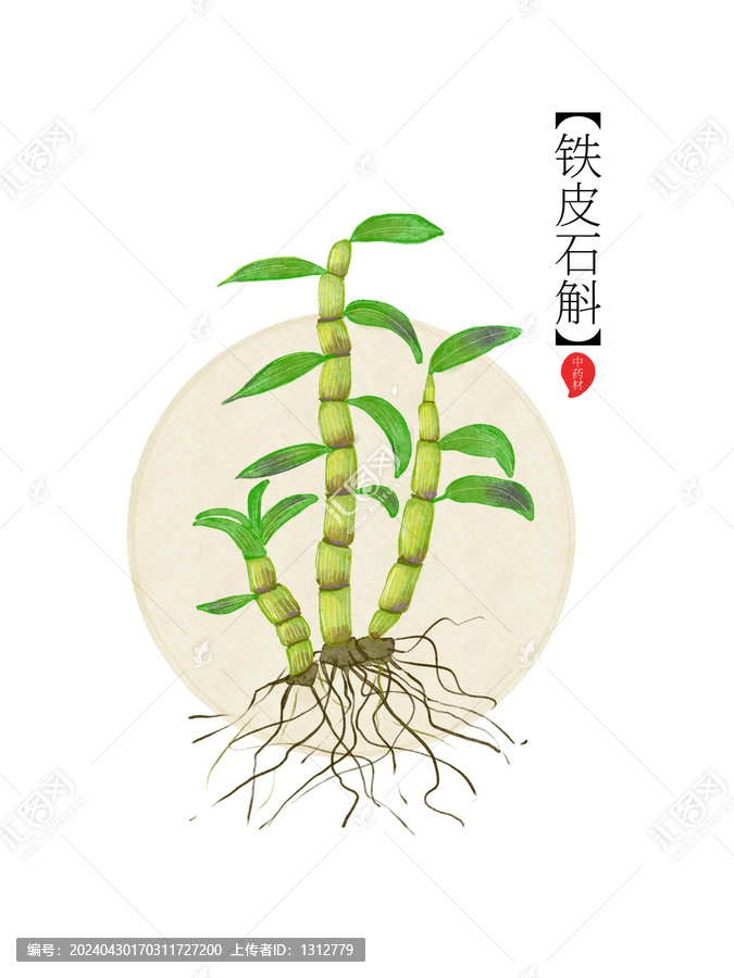 藥材鐵皮石斛手繪植物