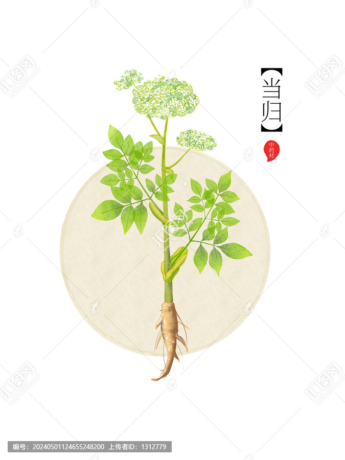 藥材當(dāng)歸手繪植物