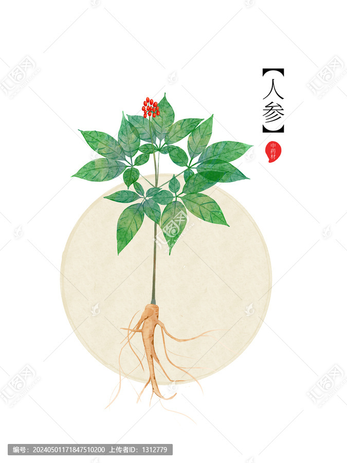 藥材人參手繪植物