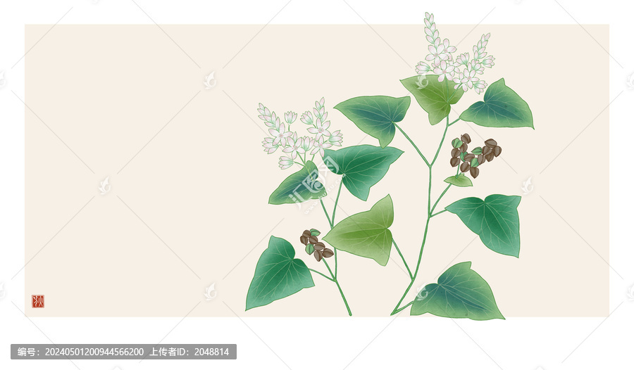 蕎麥插圖