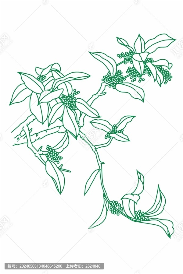 桂花