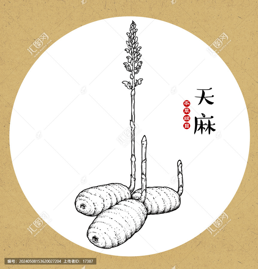 天麻線稿