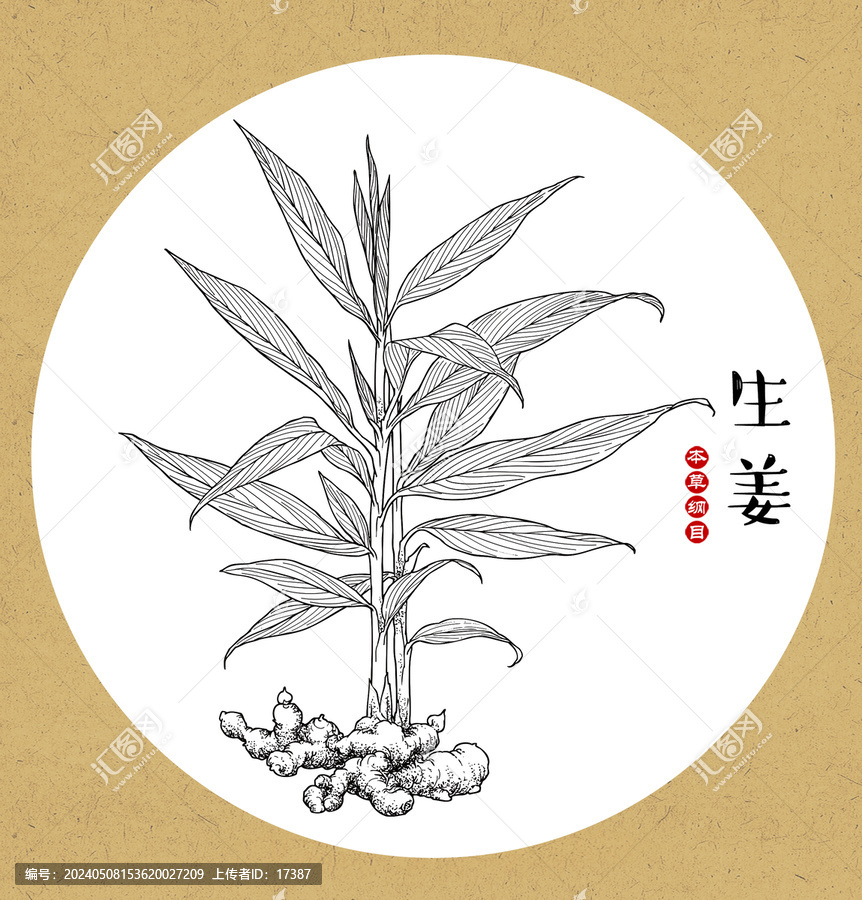 生姜線稿
