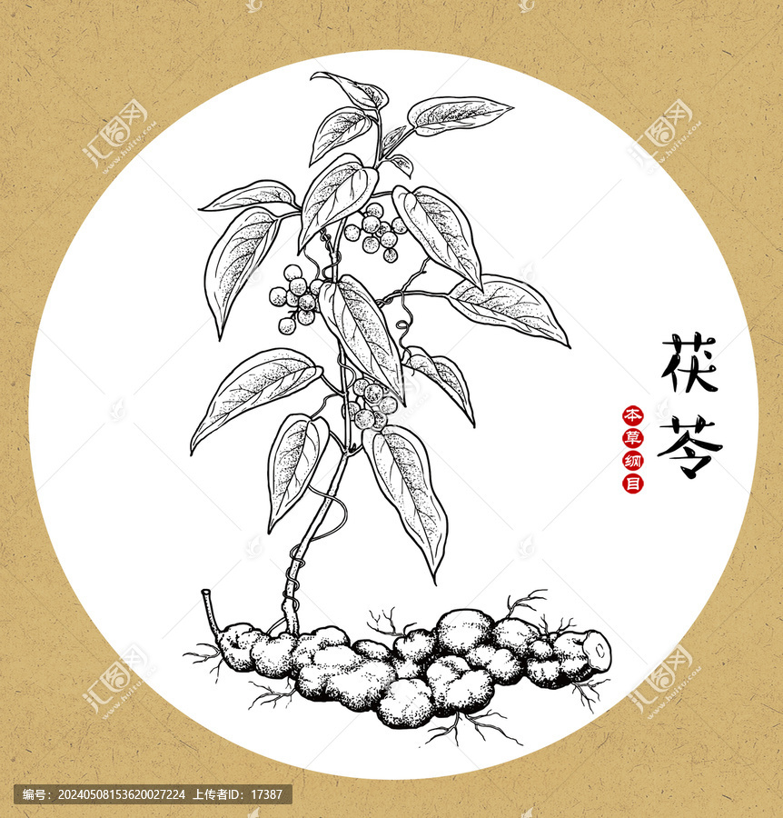 茯苓線稿