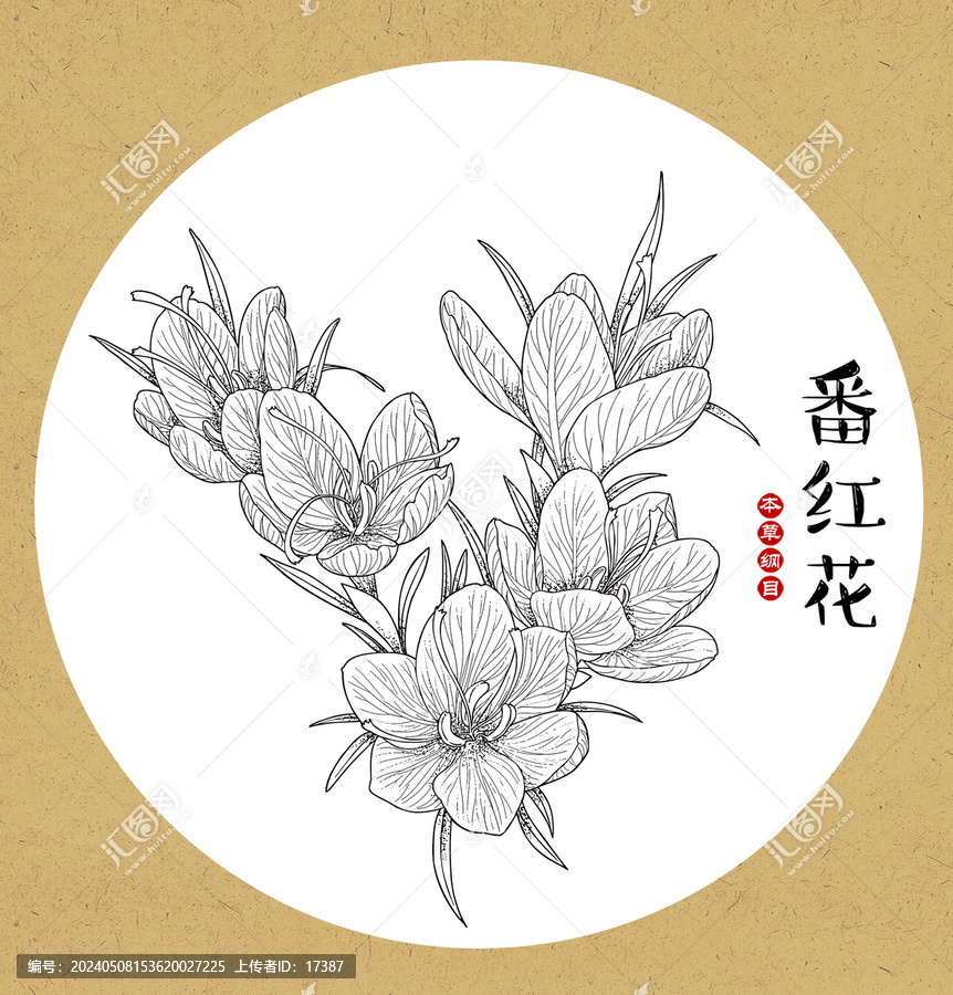 番紅花線稿