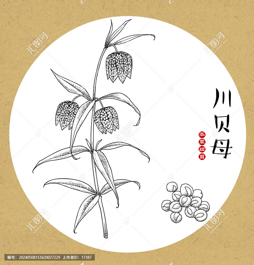 川貝母線稿